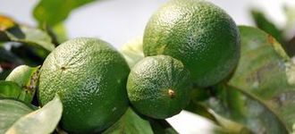 Bergamot 1