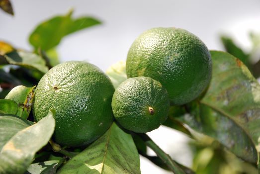 Bergamot 1a