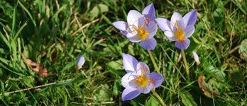 Crocus Speciosus