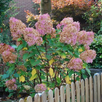 Pluimhortensia 1