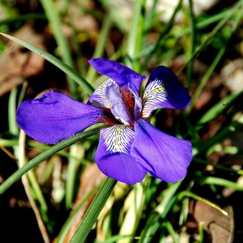 Iris cretensis