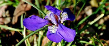 Iris cretensis 1