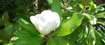 Magnolia Grandiflora 2a