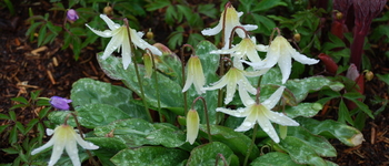 Erythronium White Beauty 4