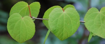 Cercidiphyllum japonica 1