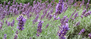 Lavendel a