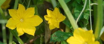 Courgettebloemen bloei