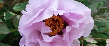 Paeonia rockii