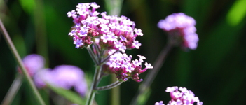 Verbena patagonica