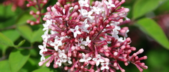 Syringa x josiflexa