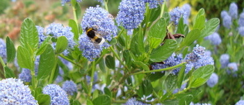 Ceanothus Gloire de Versailles 1