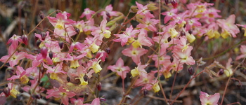 Epimedium x versicolor 1