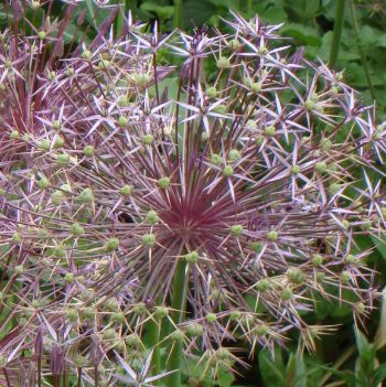 Allium Christophii 2