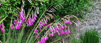 Dierama's 2