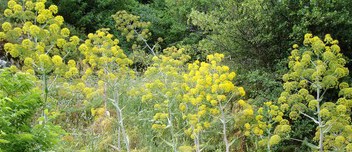 Ferula communis 2