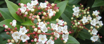 Viburnum tinus 1