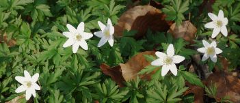 Anemone nemorosa 1