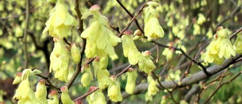 Corylopsis pauciflora