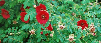 Rosa moyesii a