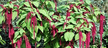 Amaranthus hypochondriacus