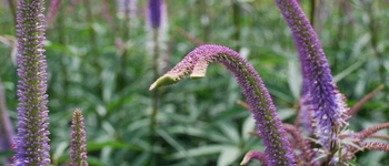 Veronicastrum virginicum 2