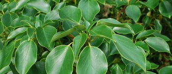 Trochodendron aralioides 1