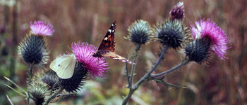 Speerdistel met koolwitje en distelvlinder 1