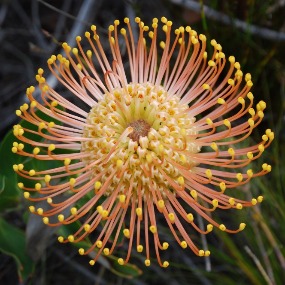 Leucospermum cordifolium 1