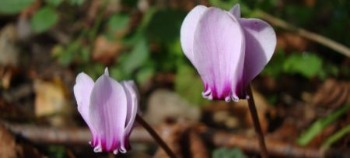 Cyclamen