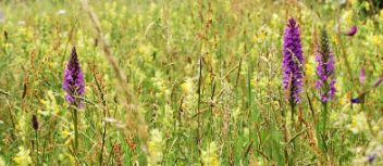 Bloemenwei met ratelaar orchidee en margrieten 1