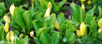 Lysichiton americanus cornwall 1