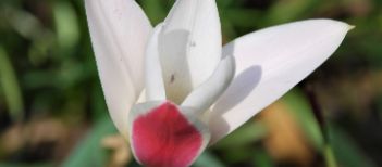 Tulipa clusiana