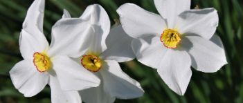 Narcissus poeticus 2