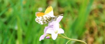 Oranjetip op pinksterbloem 1