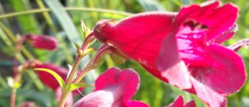 Penstemon Drinkstone Red