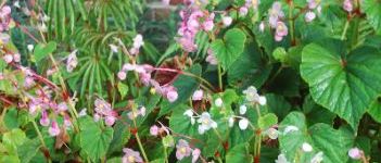 Begonia's in wit en roze