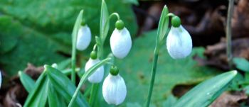 Galanthus plicatus 1