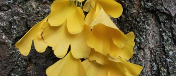 Ginkgoblad 1