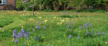 Camassia caerulea