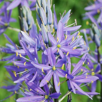 Camassia leichtlinii 4-kant