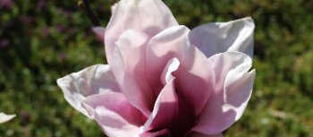 Magnolia Summer Beauty 1