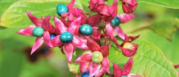 Clerodendrum trichotomum 1