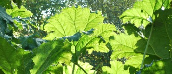 Gunnera manicata 2