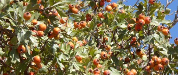 Crataegus laciniata (1)